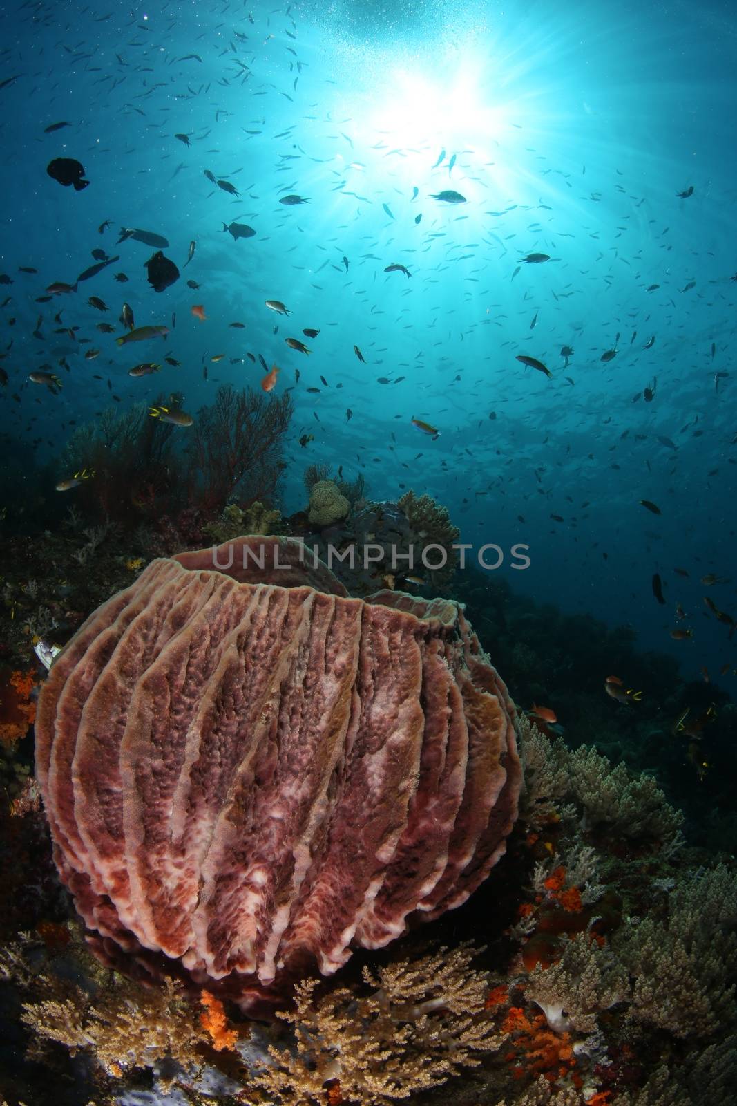 coral life diving Indonesia Sea Ocean by desant7474