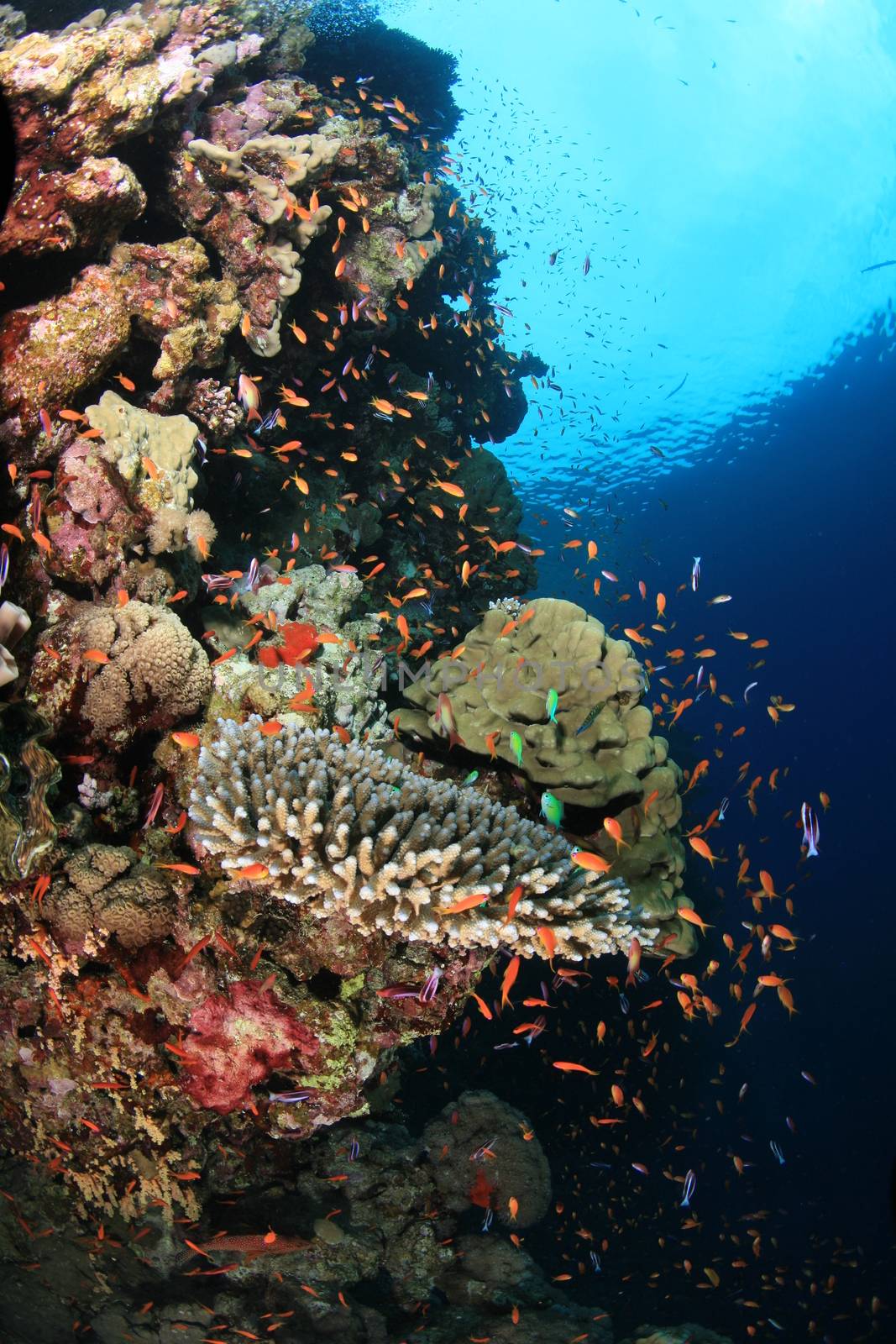 coral life diving Indonesia Sea Ocean by desant7474