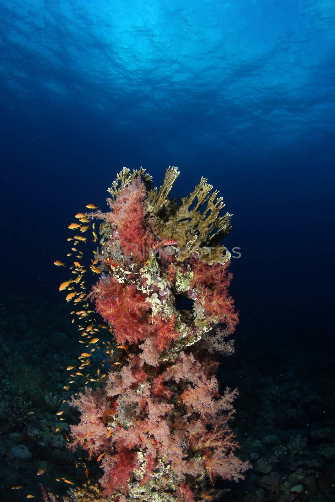 coral life diving Indonesia Sea Ocean by desant7474