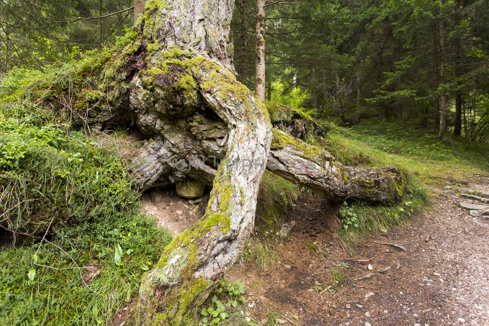 View from below of the roots of a chestnut tree