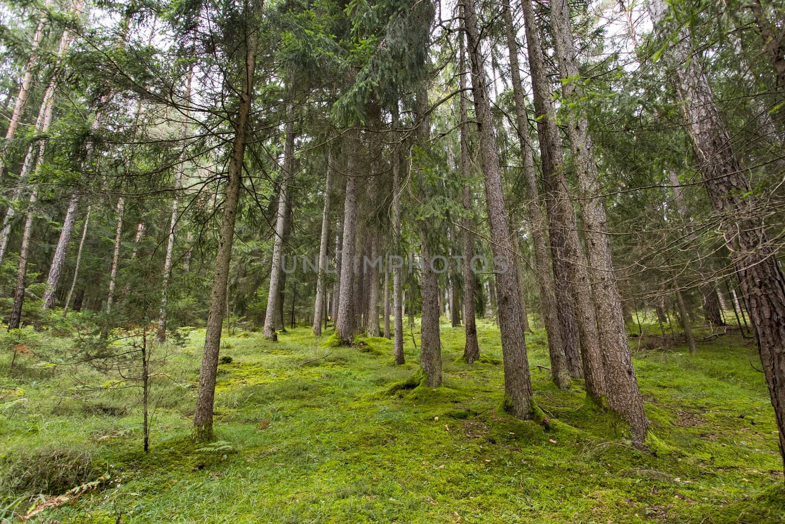 Panoramic view of a forest in Seiser Alm