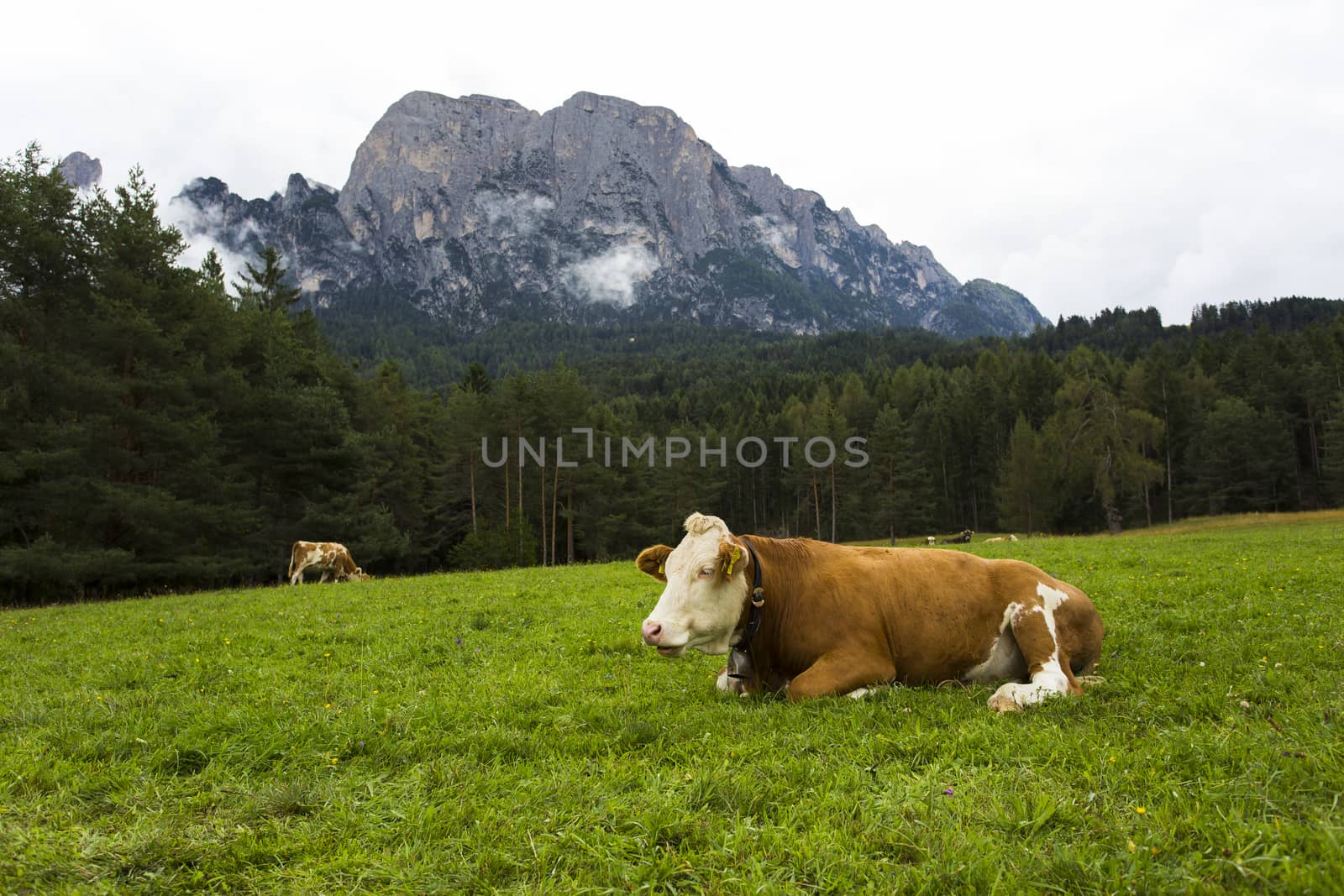 Close up view a grazing cows in Seiser Alm