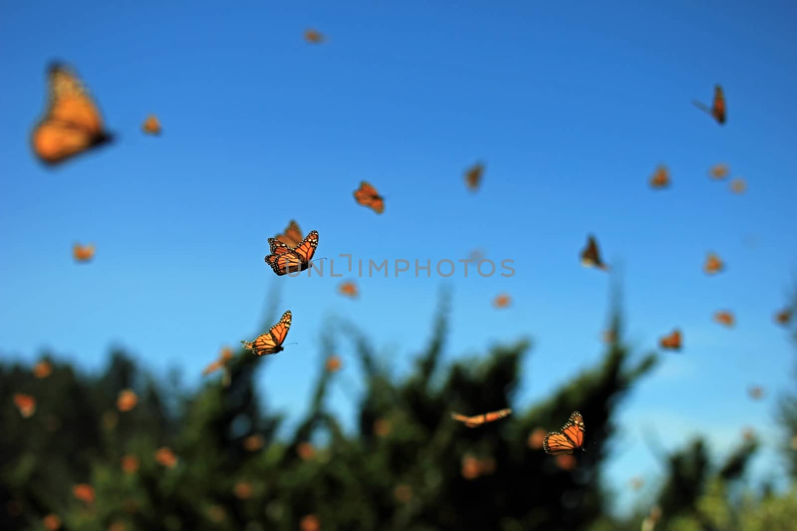 Monarch butterflies flying by cicloco