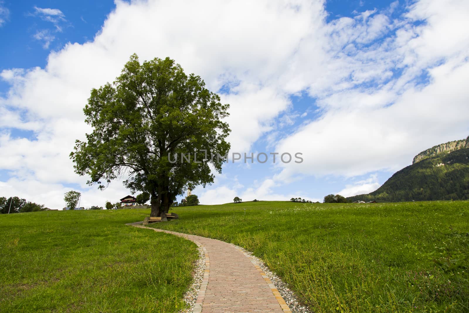 View of a tree with a path in Seiser Alm with green fields, blue sky and clouds
