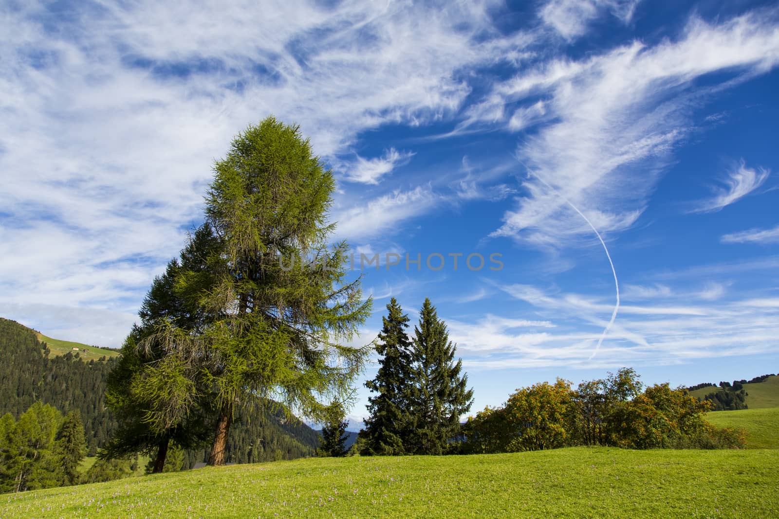 panoramic view of the Seiser Alm in a sunny day with blue sky and clouds with tree in foreground