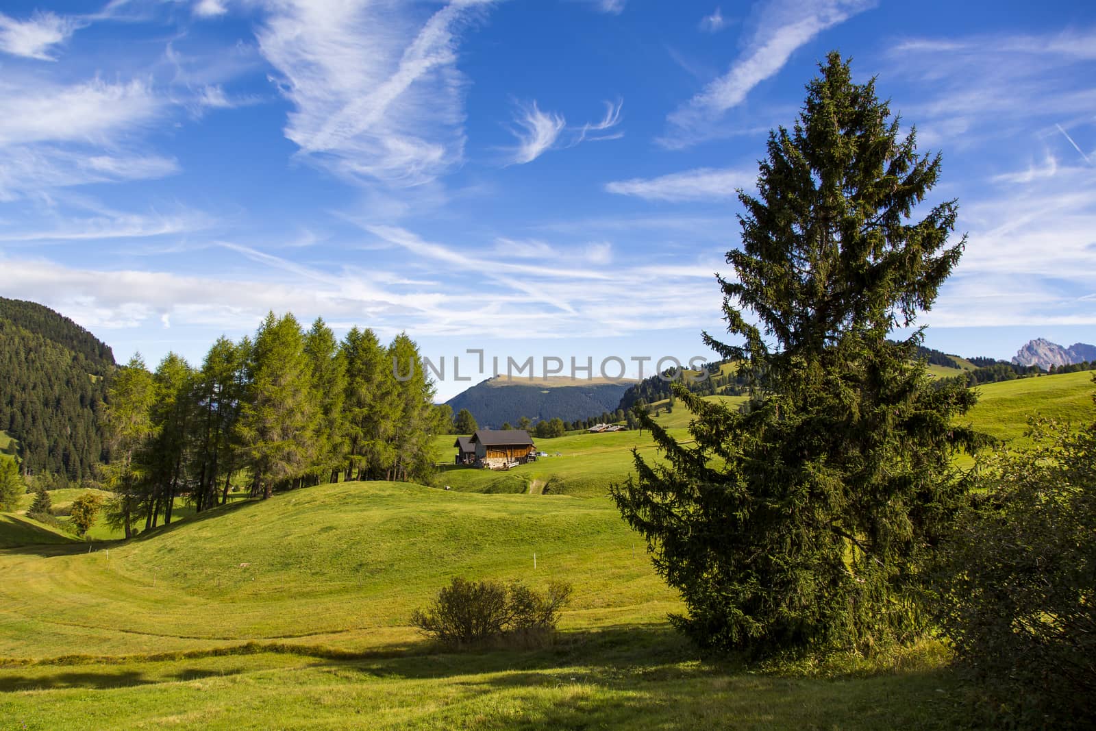 panoramic view of the Seiser Alm in a sunny day with blue sky and clouds with tree in foreground