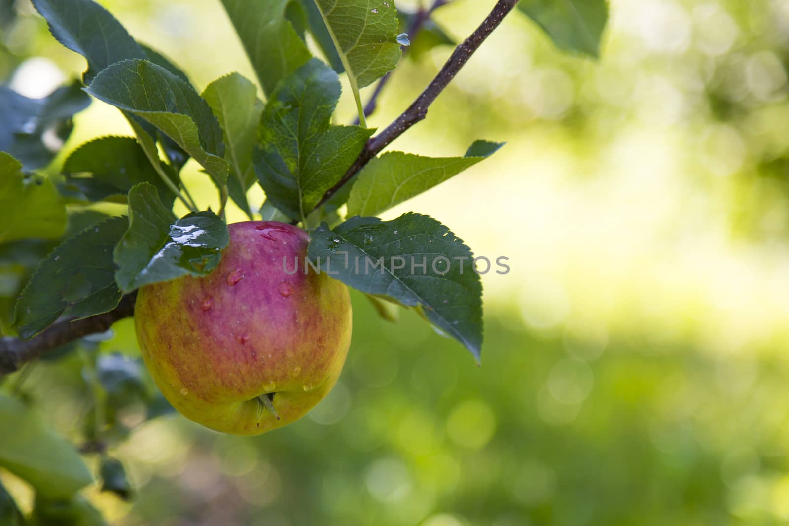 Close up view of an apple in Sud Tirol