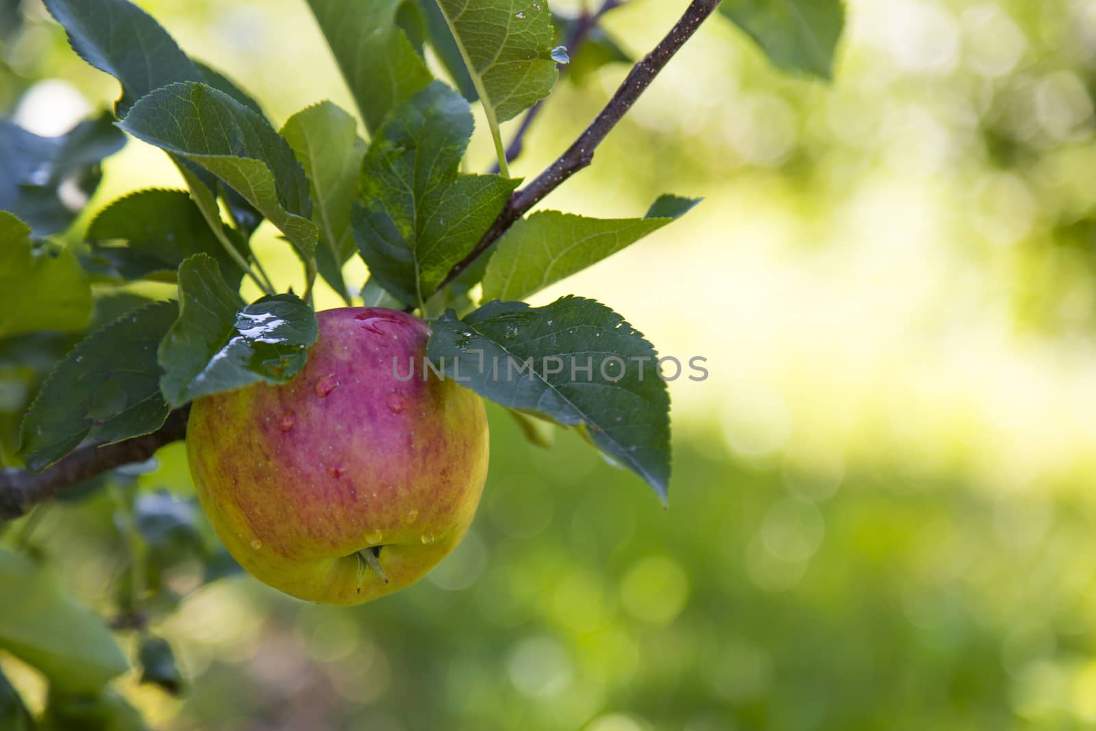 Apple by nicobernieri