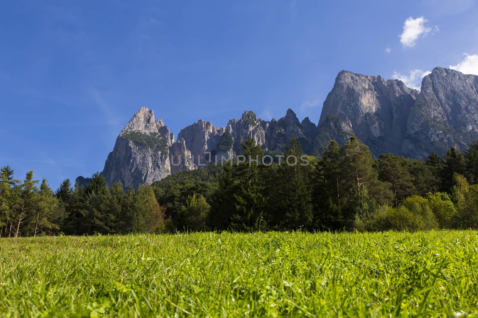 Close up view of a green meadow with forest and mountains of Seiser Alm in the background