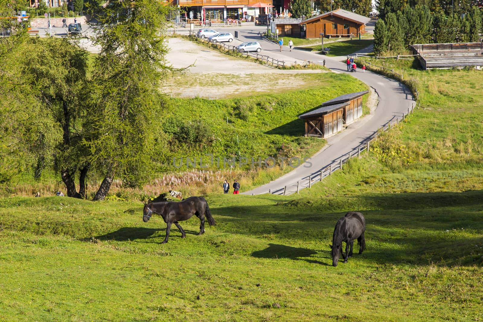 View of two horses grazing in the country of Compatsch