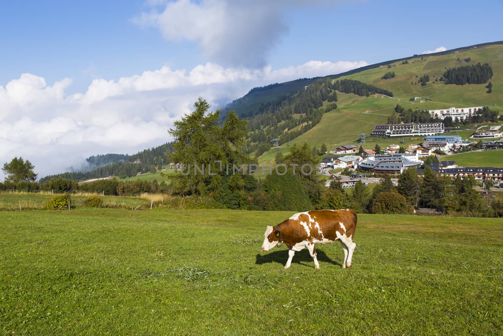 View of the cow grazing in the country of Compatsch in asunny day