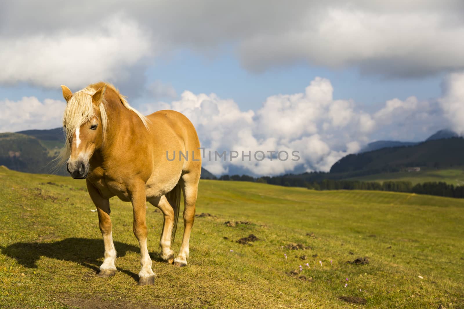 Close up of a horse grazing on a sunny day