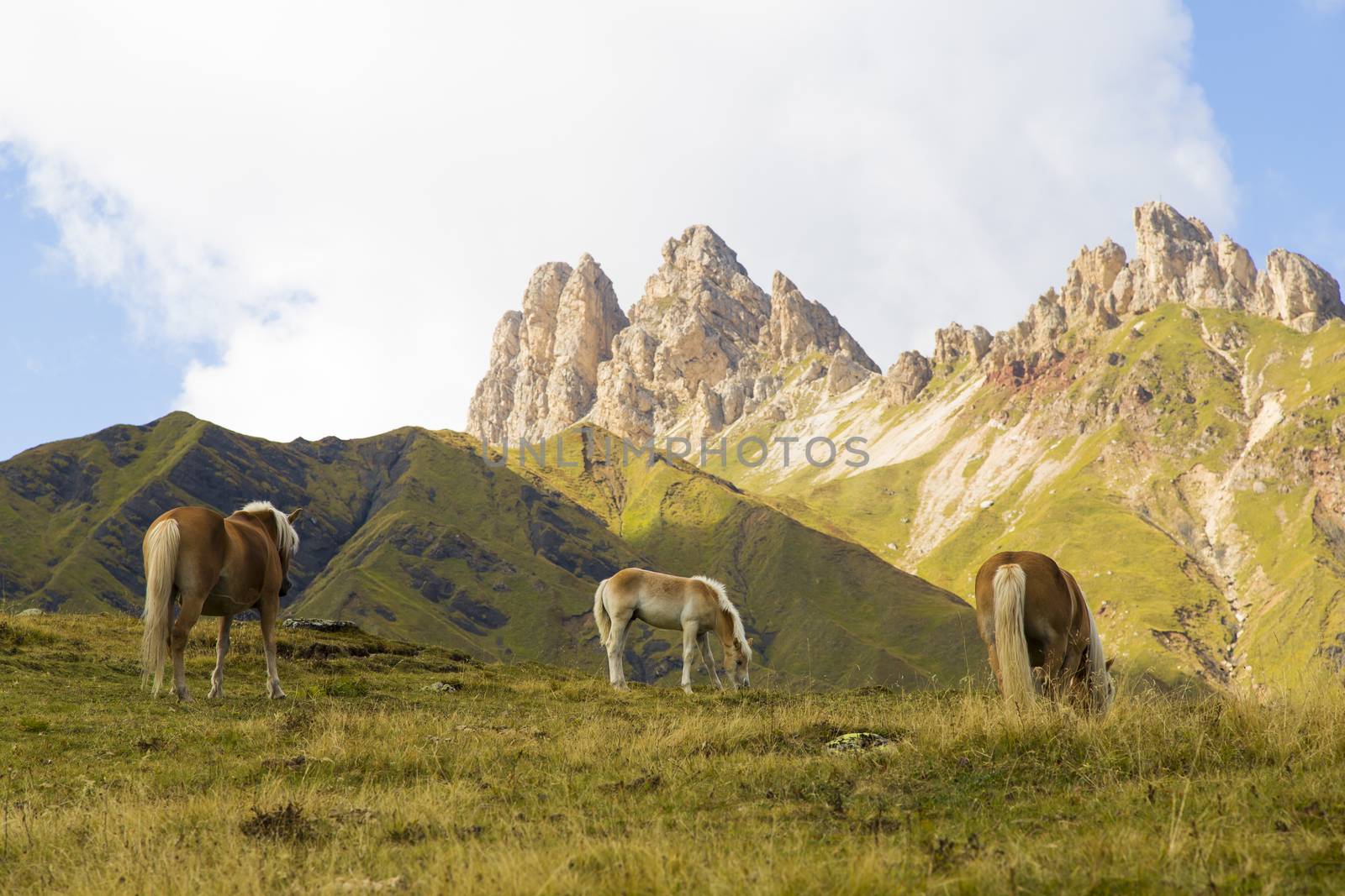 Close up of a horses grazing on a sunny day and mountain range on the background