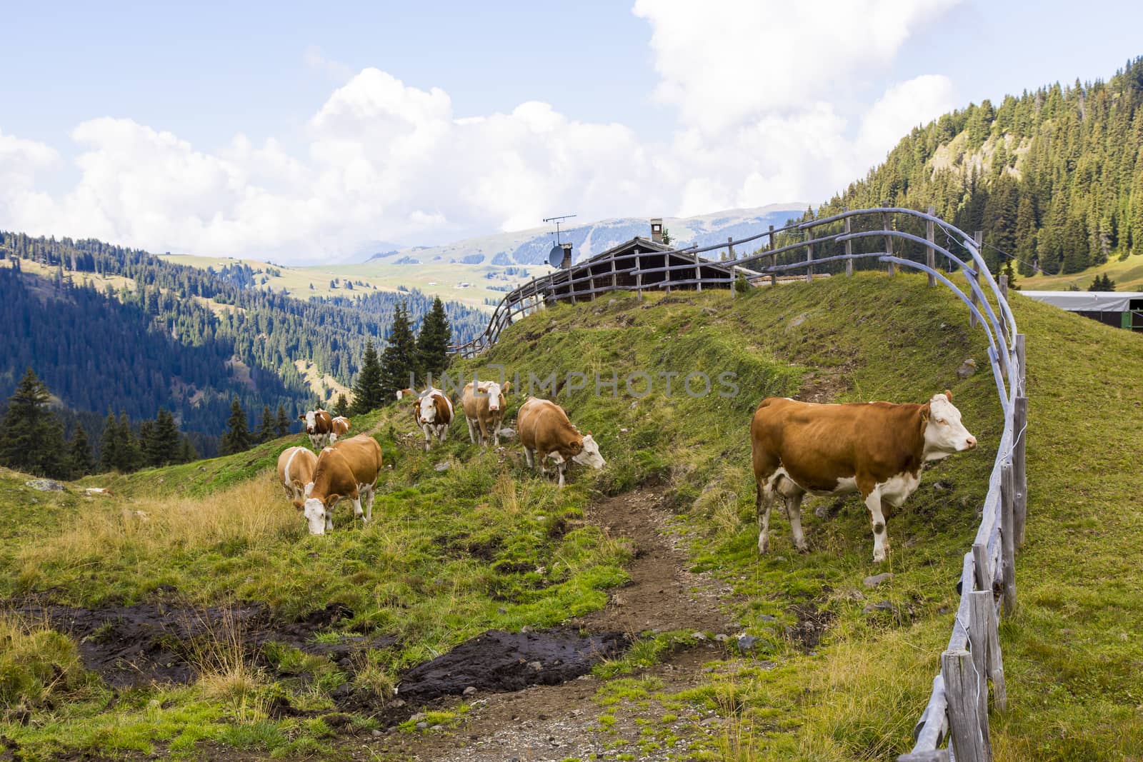 Mountain landscape with wooden fence,, shelter and grazing cows