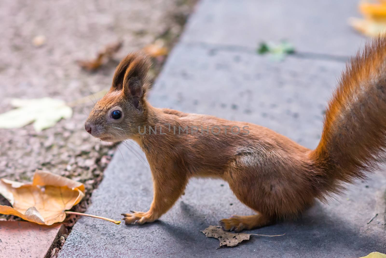 Squirrel in autumn Park by okskukuruza