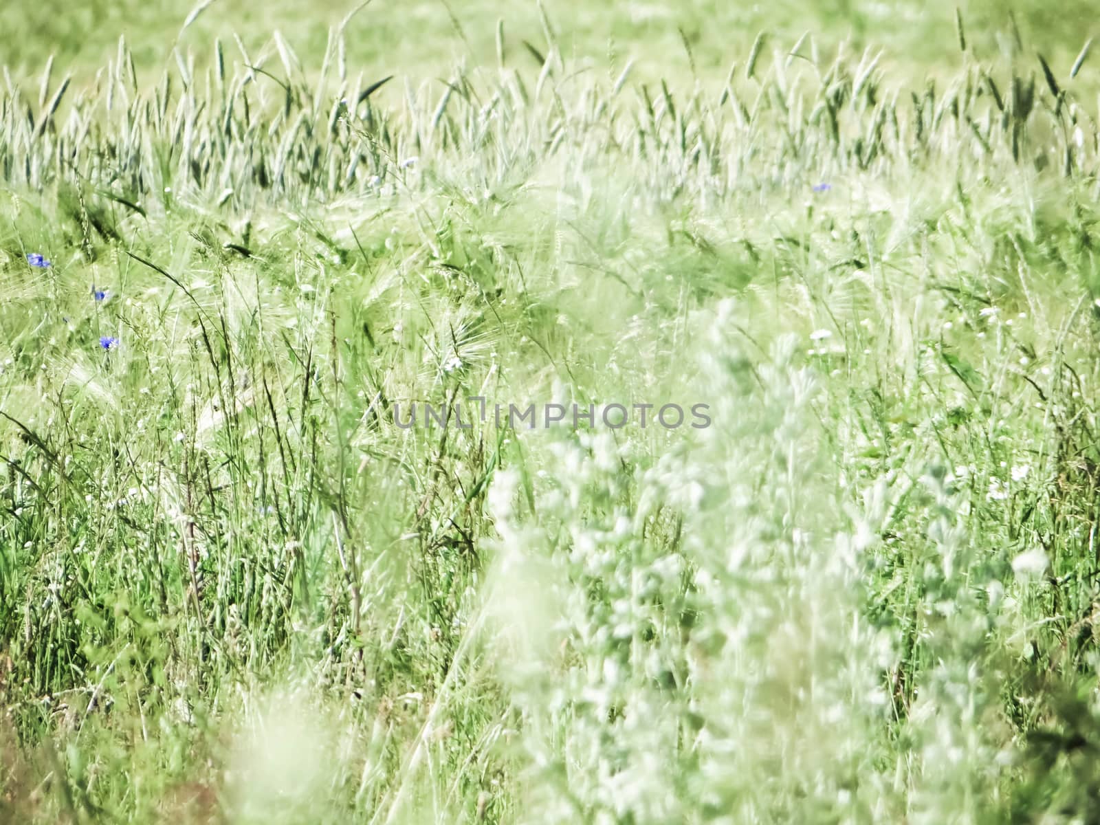 Photo of wheat fields and ears by natali_brill