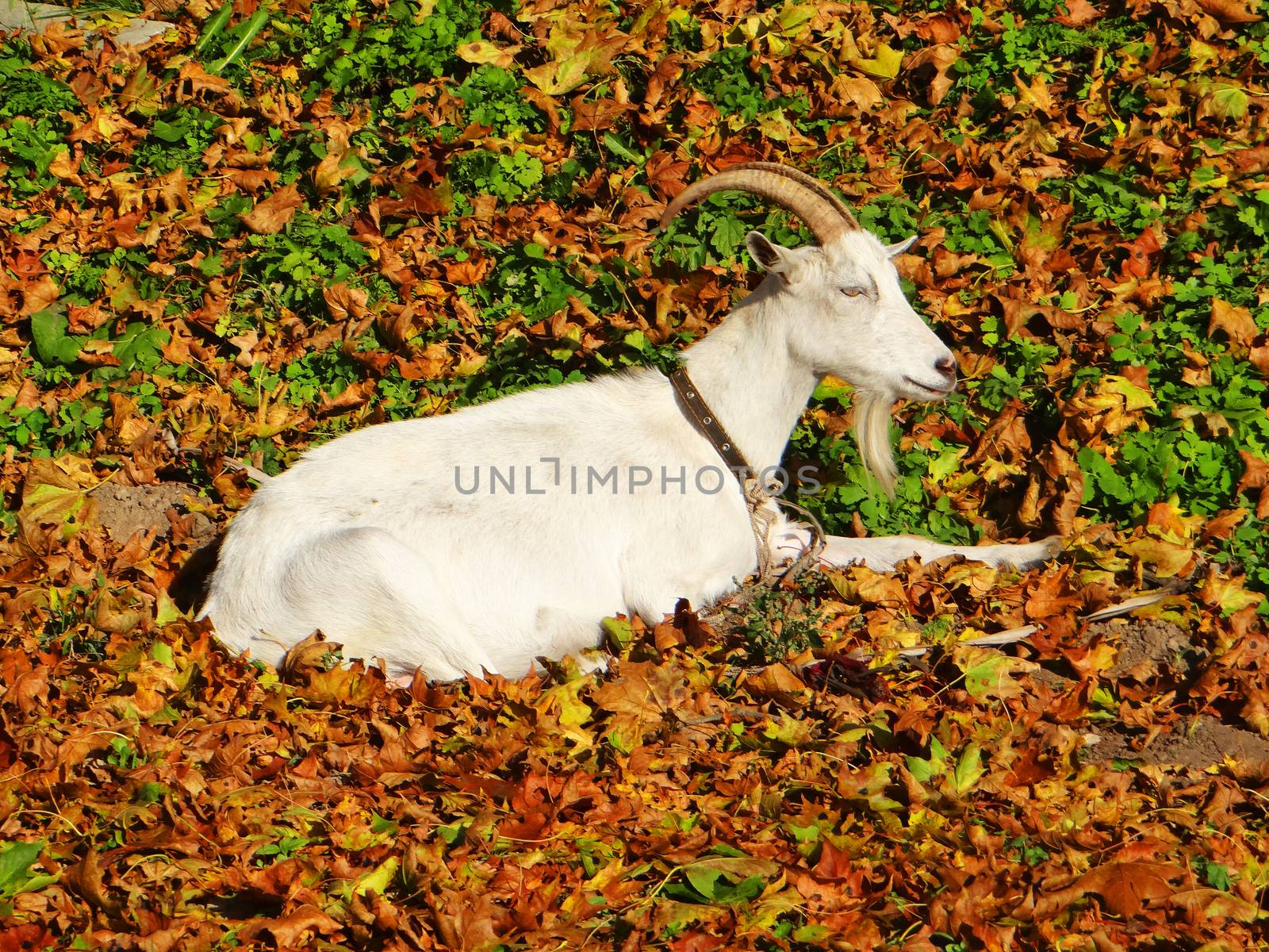domestic goat  in autumn by natali_brill