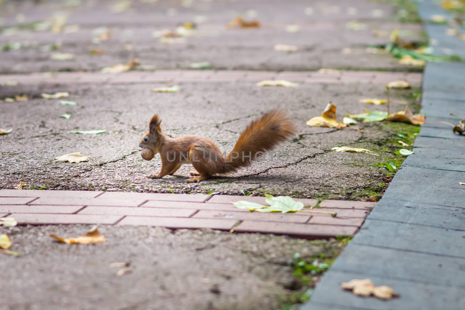 Red squirrel holding a nut in his mouth in the autumn park