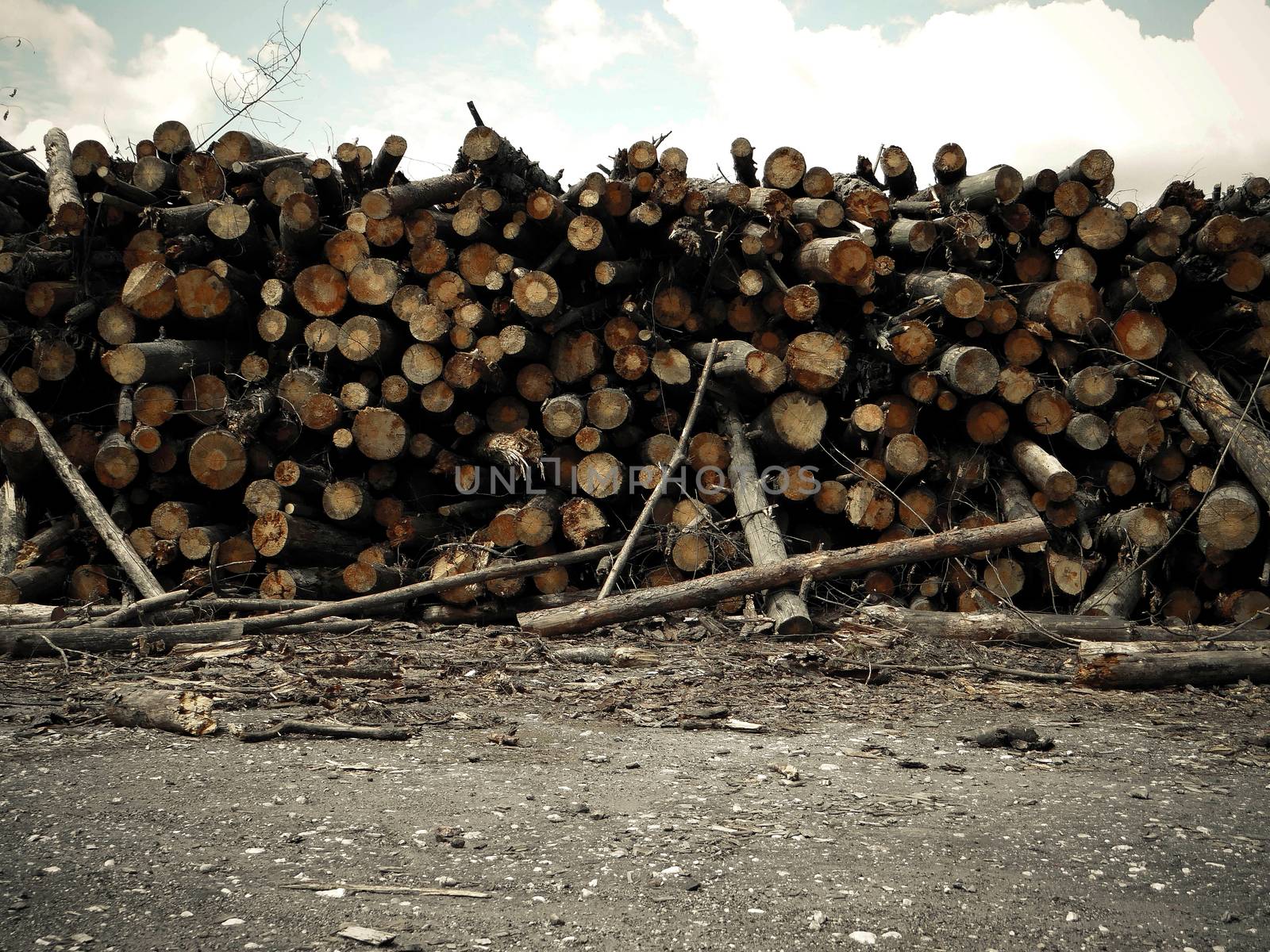 Lots of logs lie timber logging by natali_brill