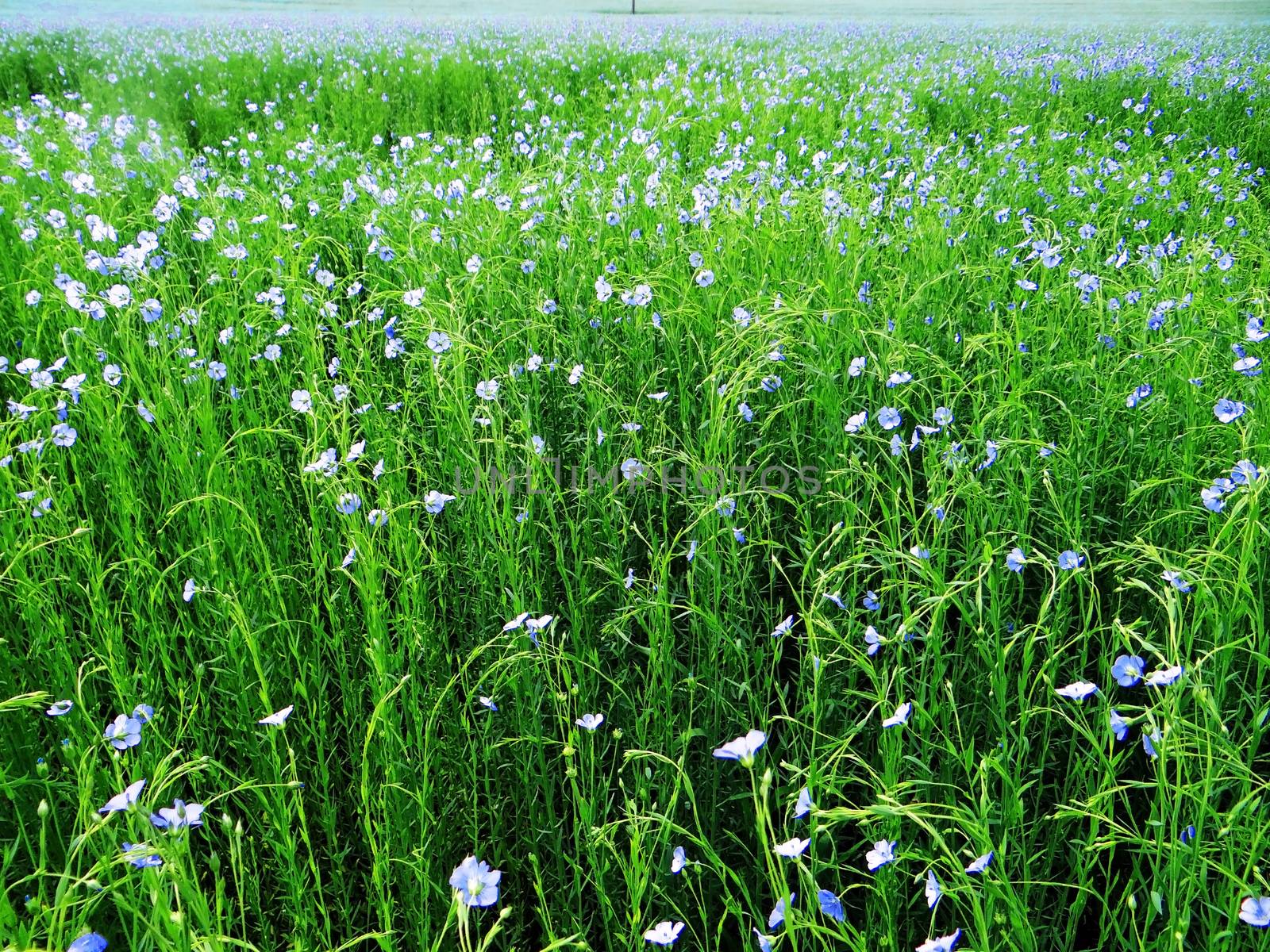 Green Field of many flowering flax plants 