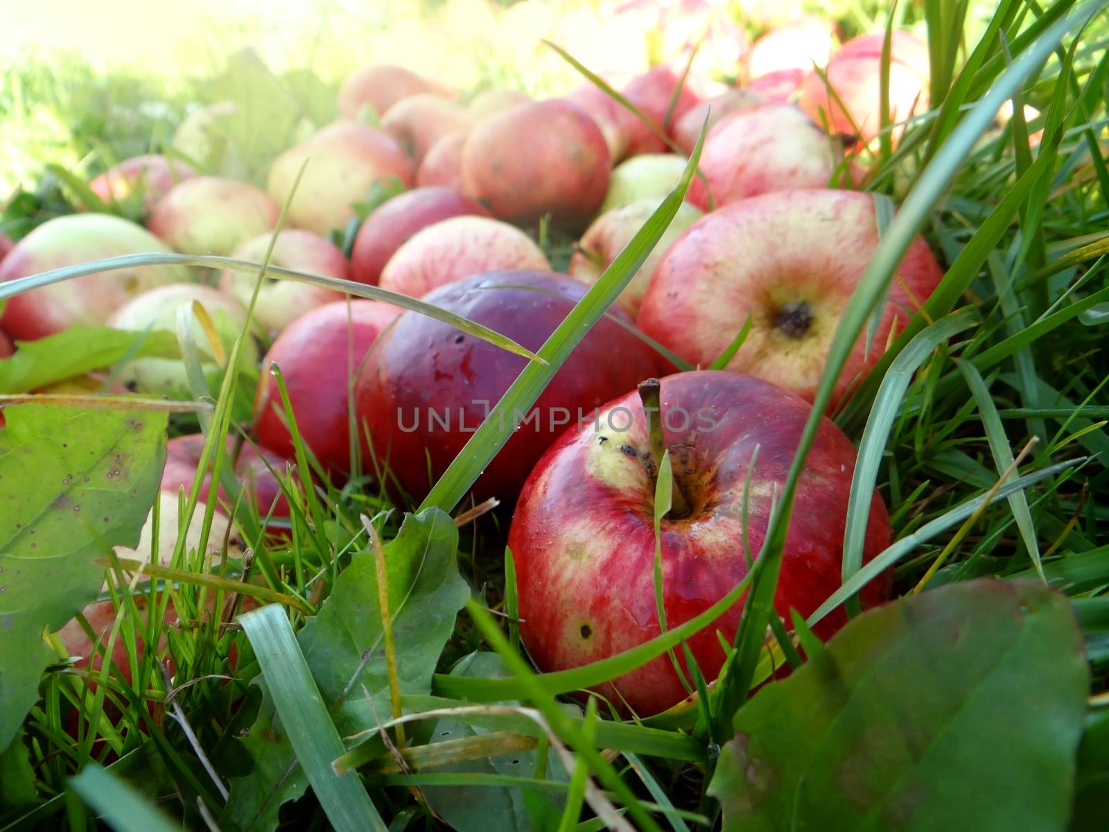 Fruit red apples on a  green grass, thanksgiving holiday by natali_brill