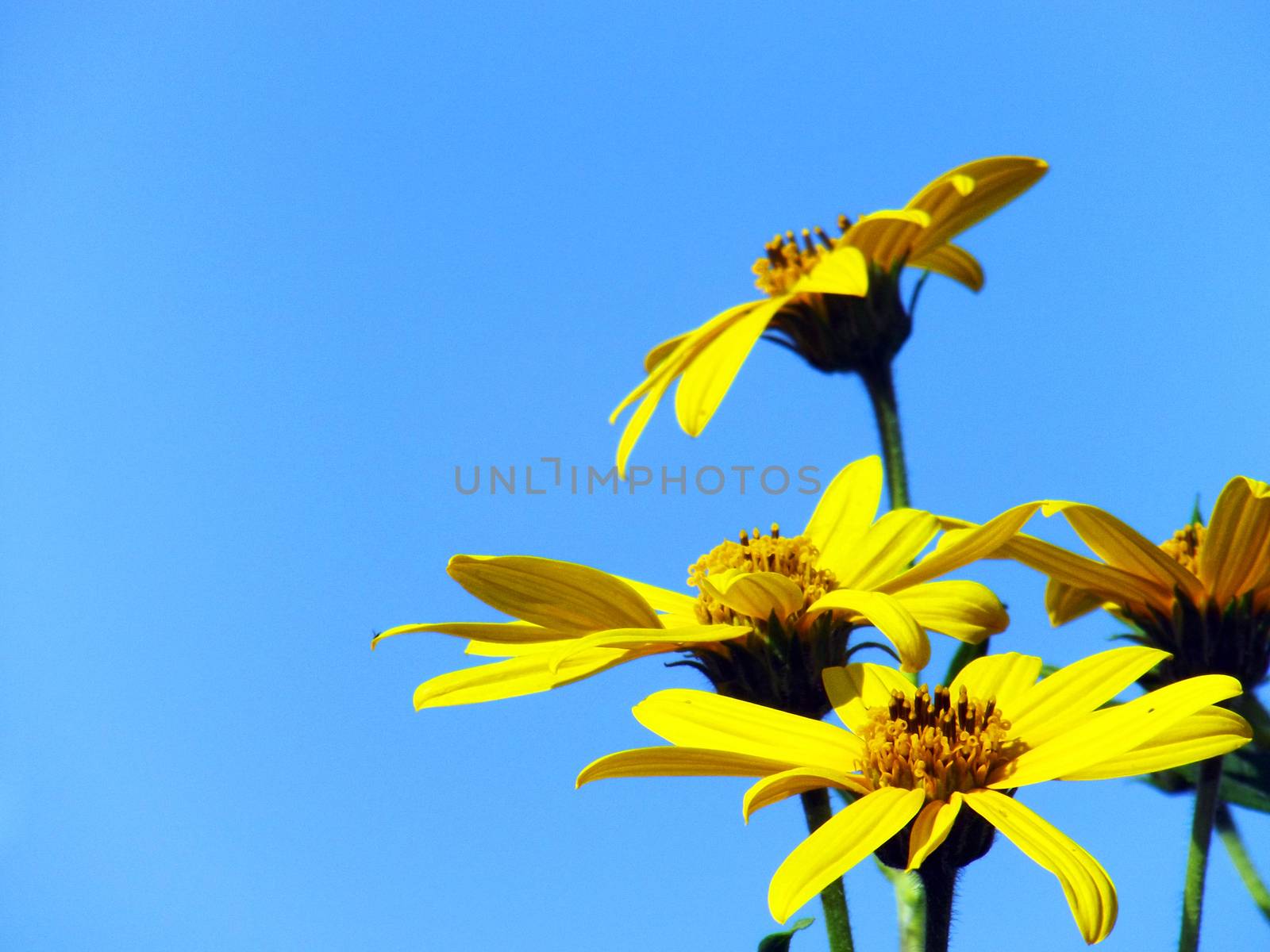 Bright yellow flowers on blue sky background