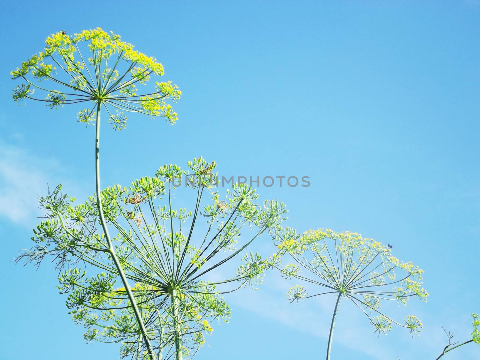 Bright picture of inflorescence dill  by natali_brill