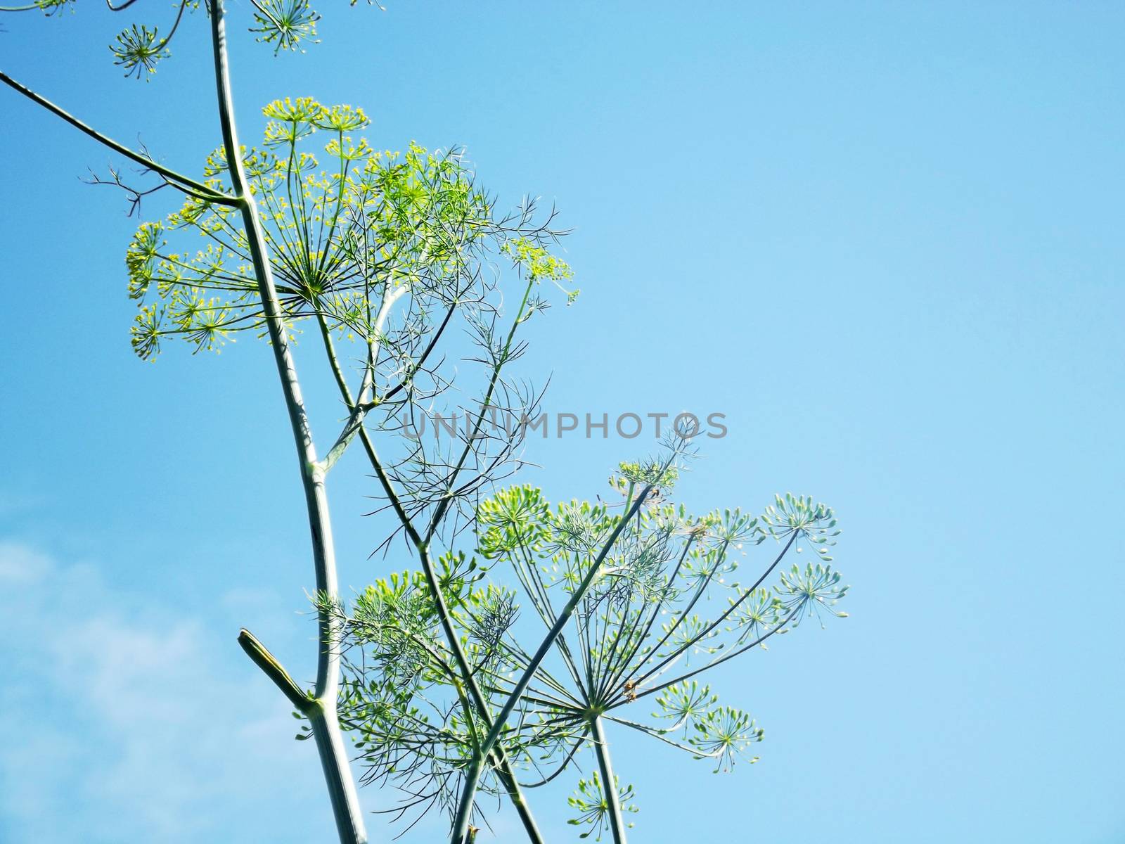 Bright picture of inflorescence dill in the garden