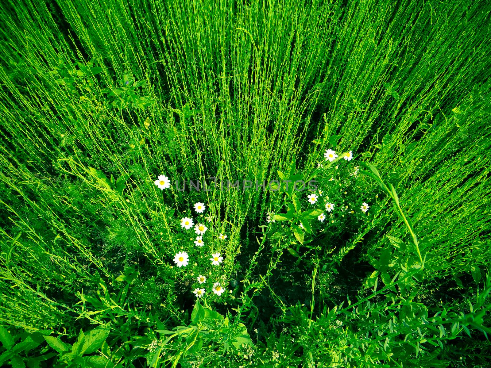 Green wall of grass and daisies by natali_brill