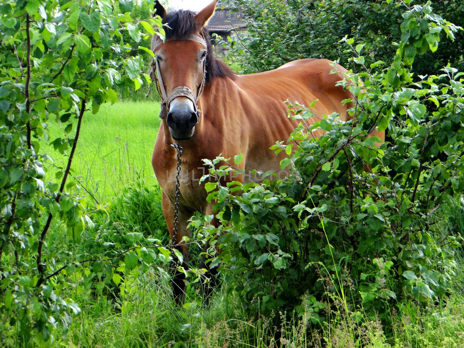 Horse in a green rustic garden by natali_brill