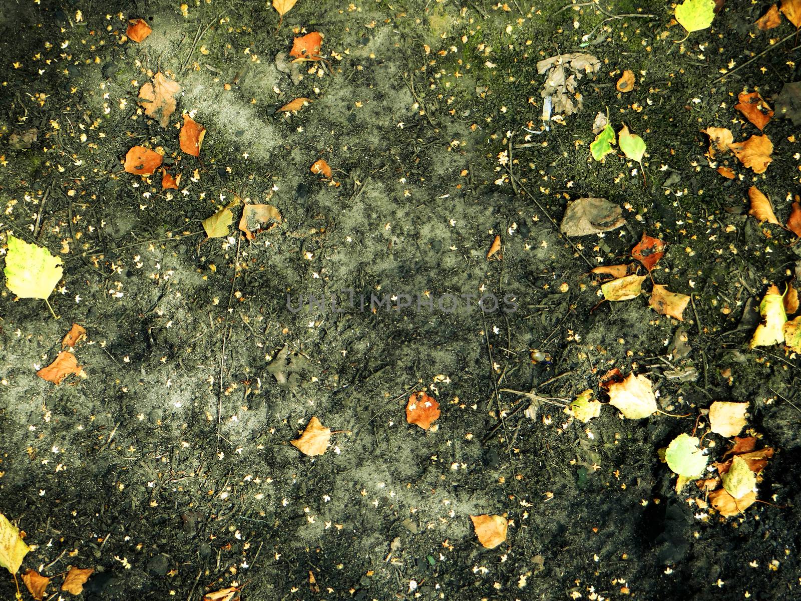 Scorched ground with dry autumn leaves for background and texture