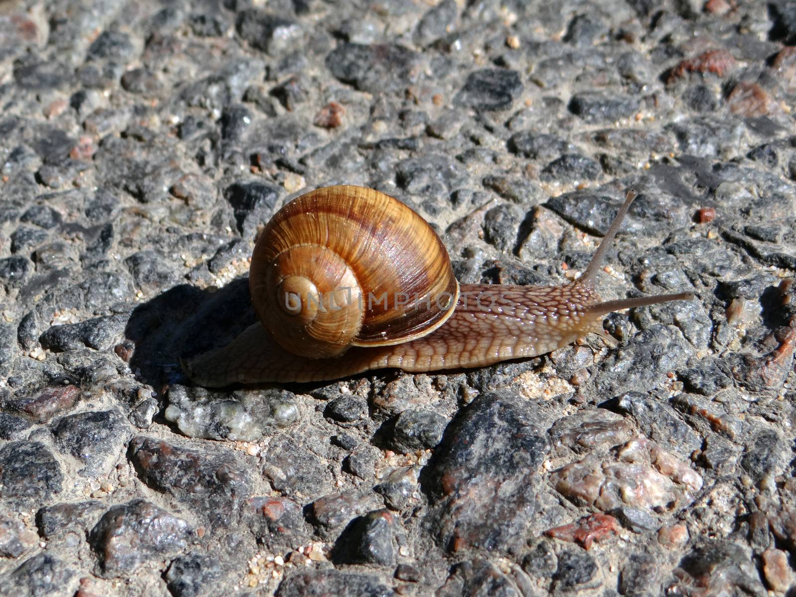 Snail crawling on road by natali_brill