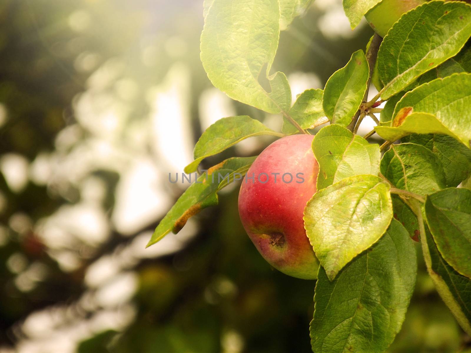 Summer solar picture of apples on a branch