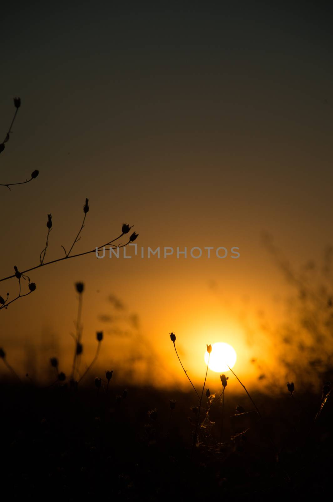 Blurry sunset with grass - Field of grass during sunset