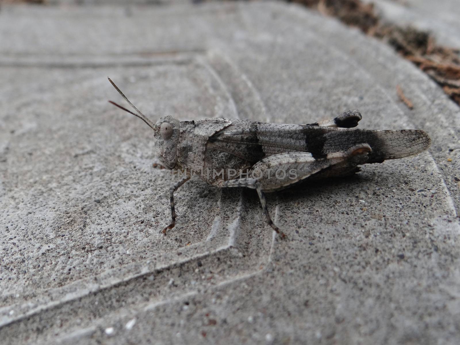 Insect macro grasshopper sits on a stone surface