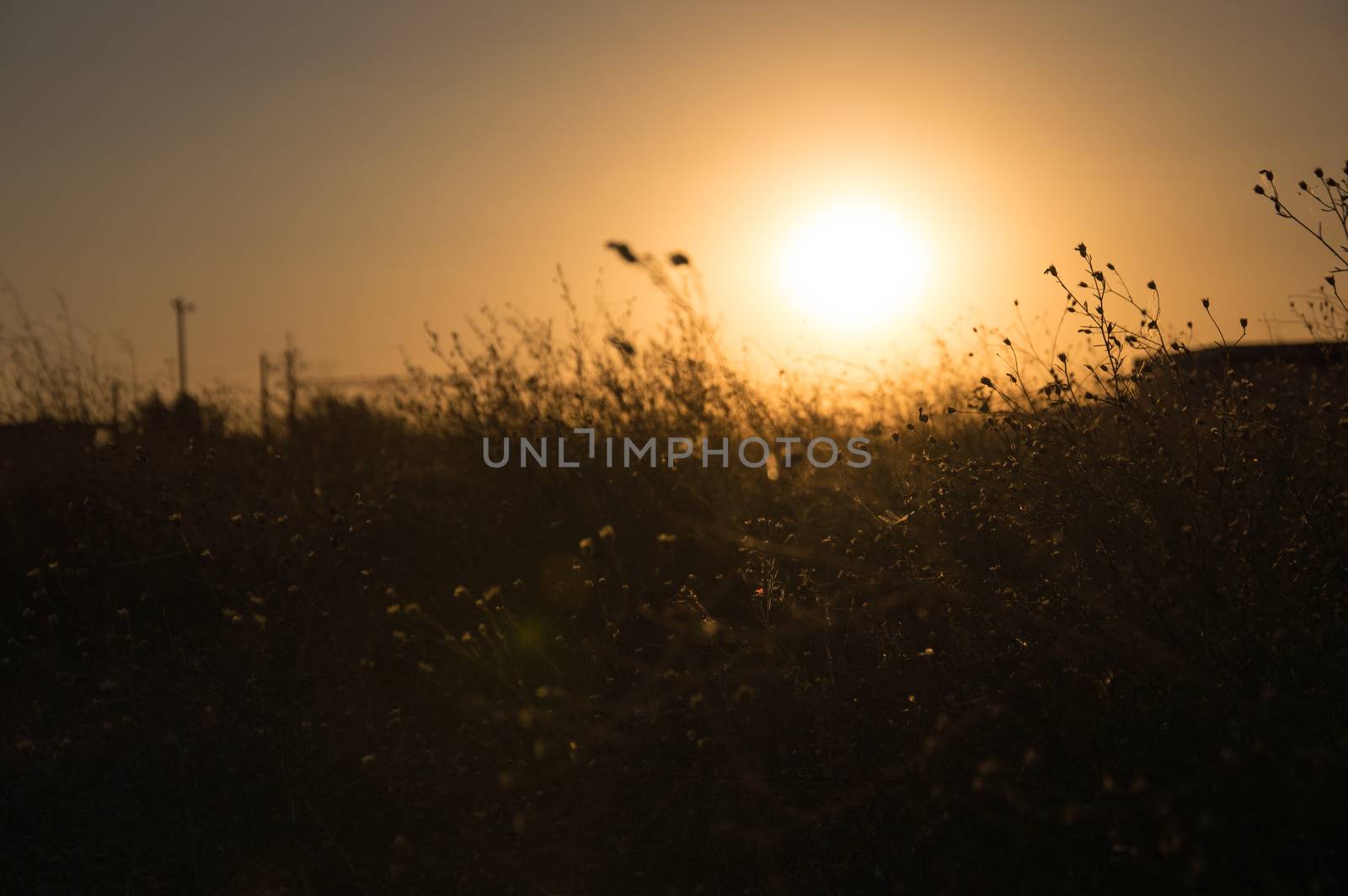 Blurry sunset - grass flower with bright sunset background