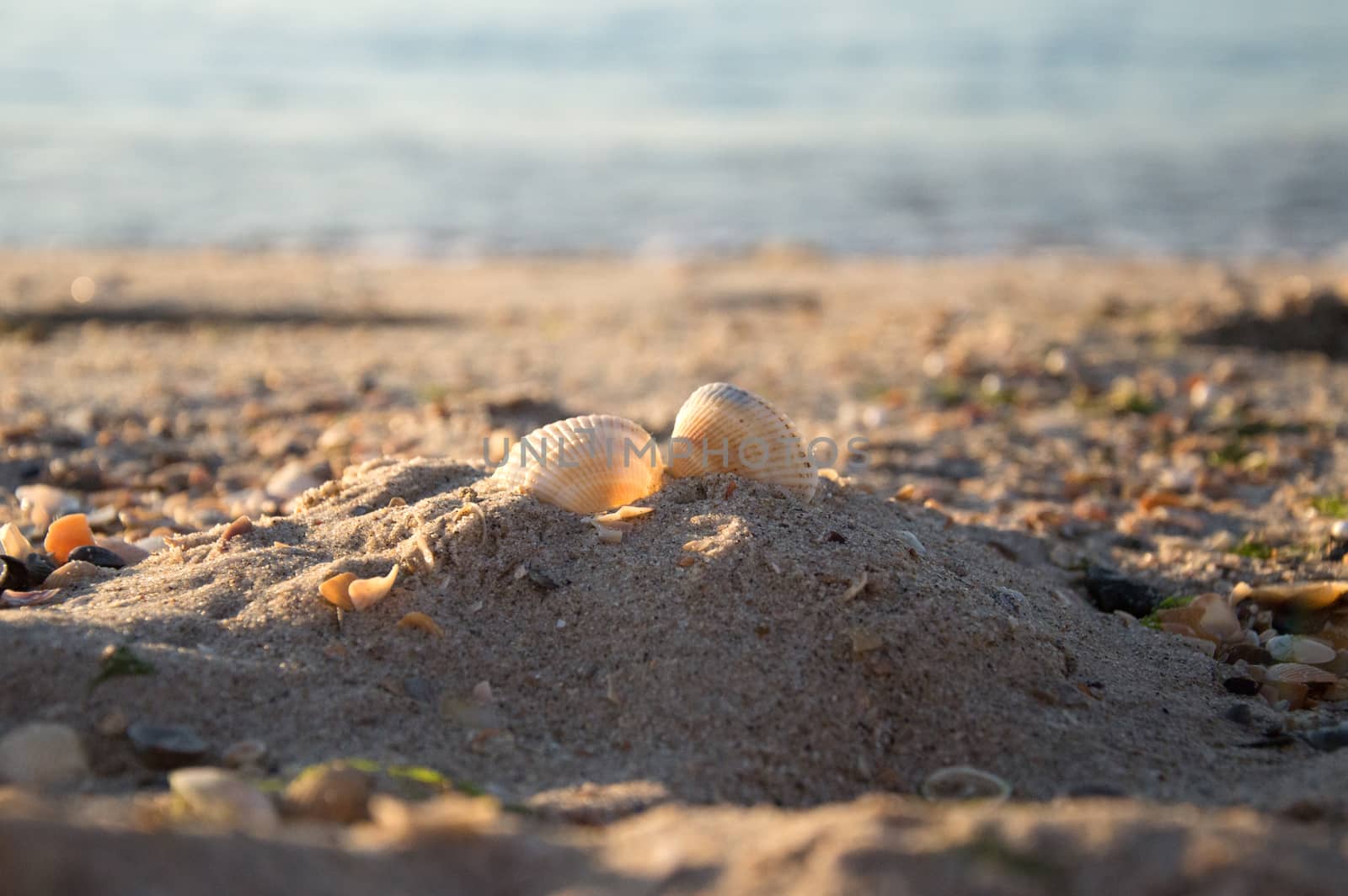 Summer beach. Two seashells on a sand and ocean as background