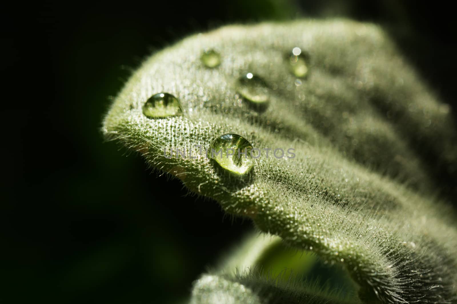 background of dew drops on bright green leaf. green leaf with dew drops closeup. Nature Background