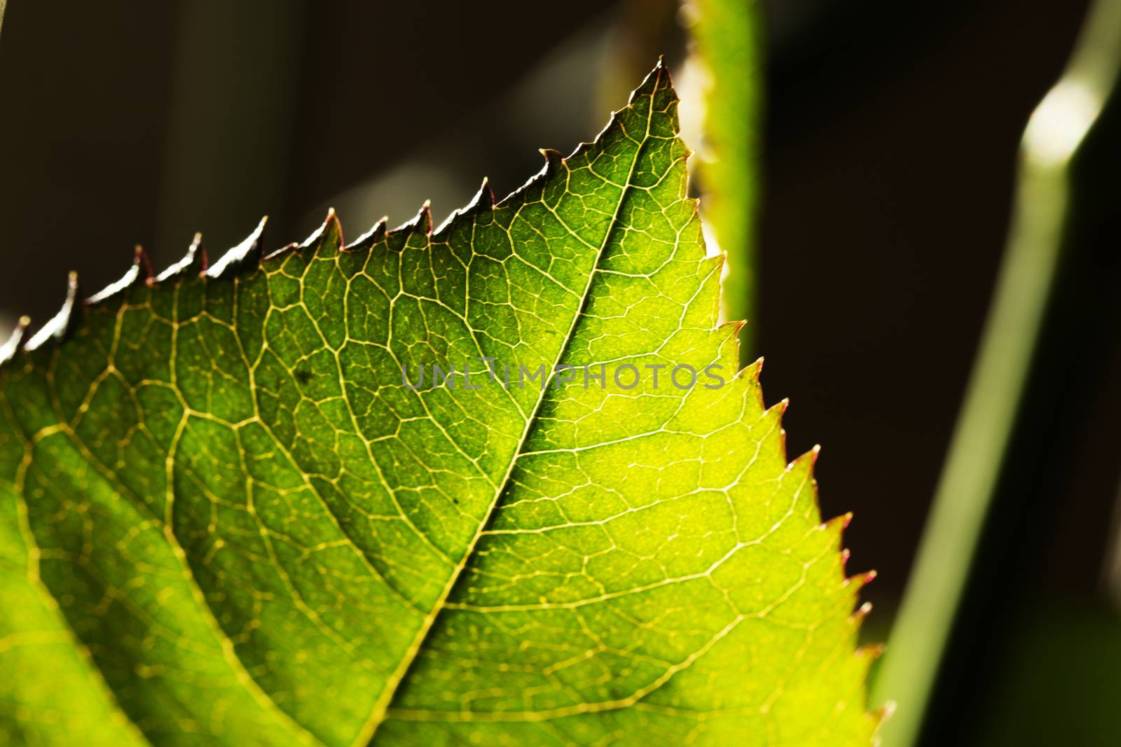 green background of rose leaf