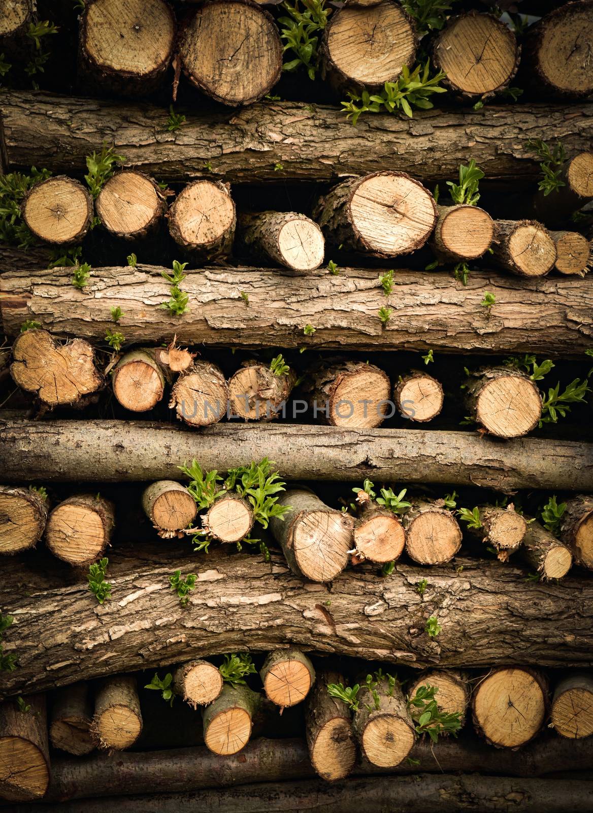 background are stacked branches of green leaves