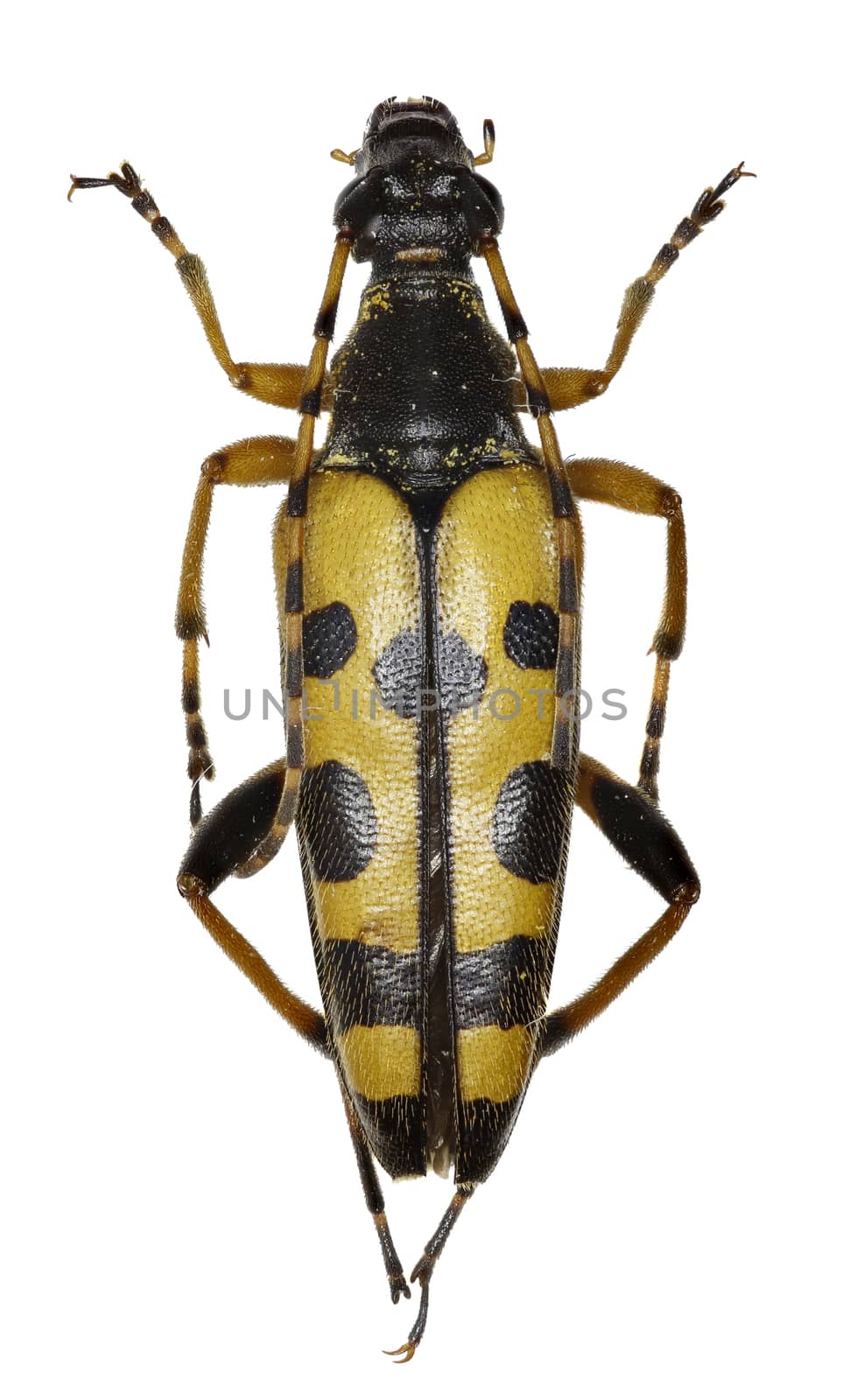 Black and Yellow Longhorn Beetle on white Background  - Rutpela maculata (Poda, 1761) by gstalker