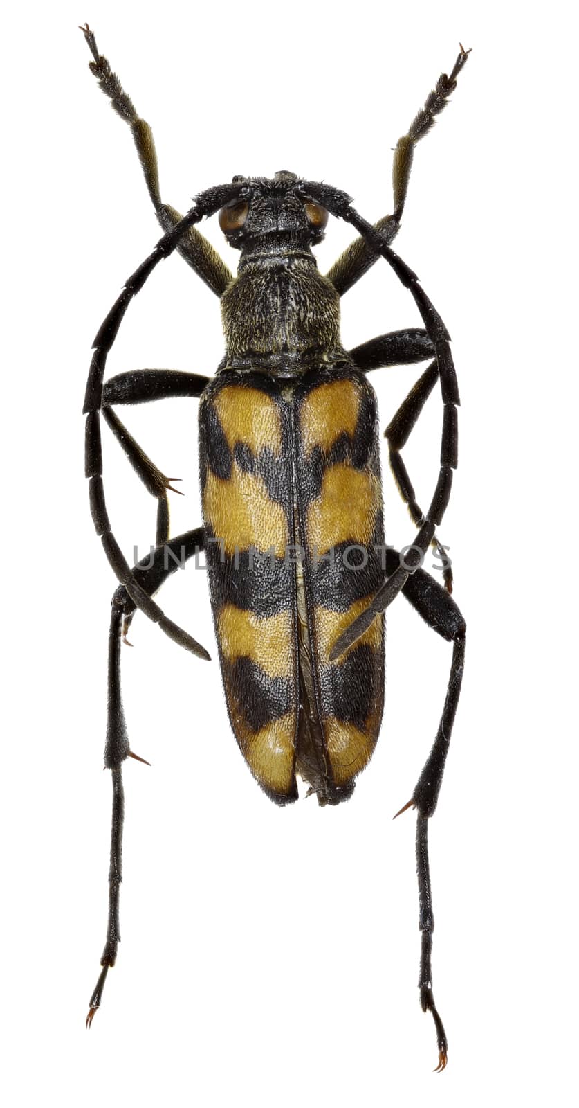 Four Banded Longhorn Beetle on white Background  -  Leptura quadrifasciata (Linnaeus, 1758) by gstalker