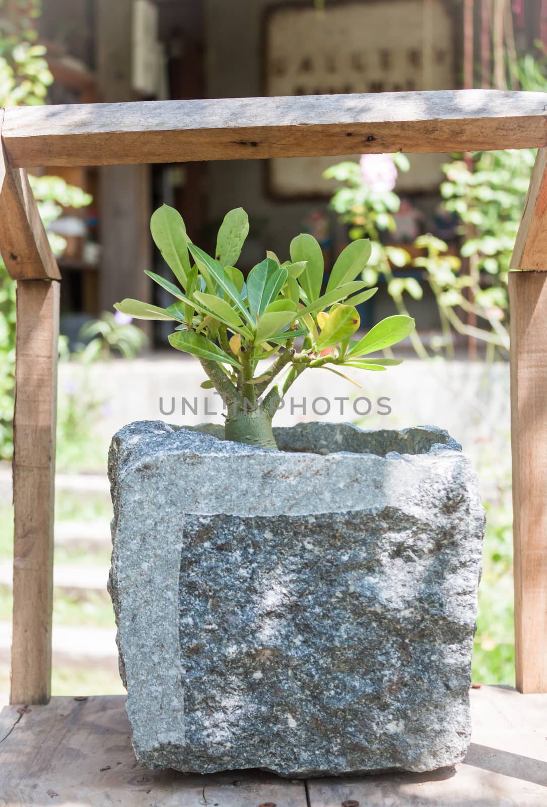 Green plant in stone pot with sunshie, stock photo