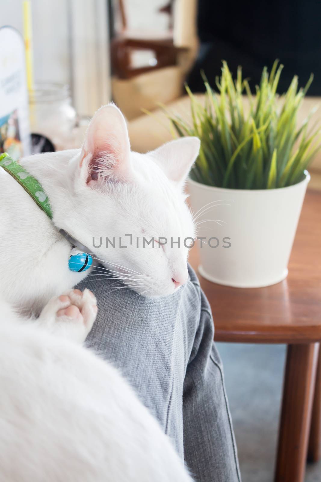 White cat sleeping in cat cafe by punsayaporn