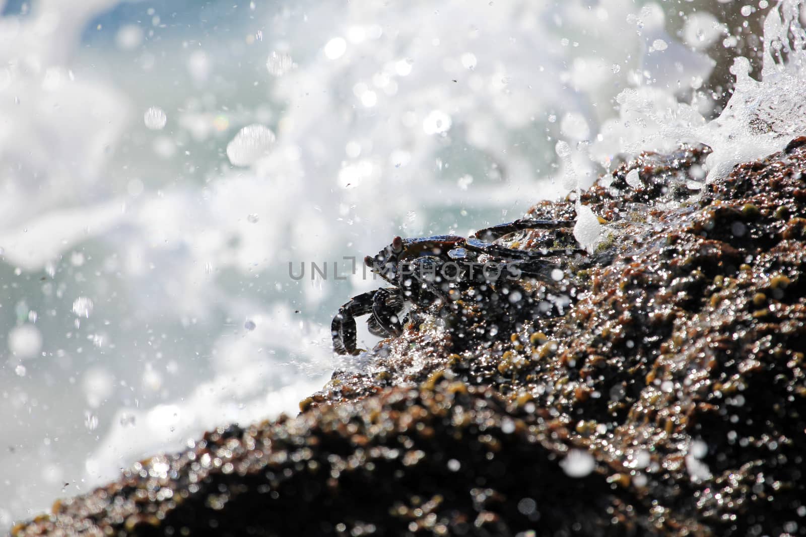 Sally Lightfoot Crab in splashing water by cicloco