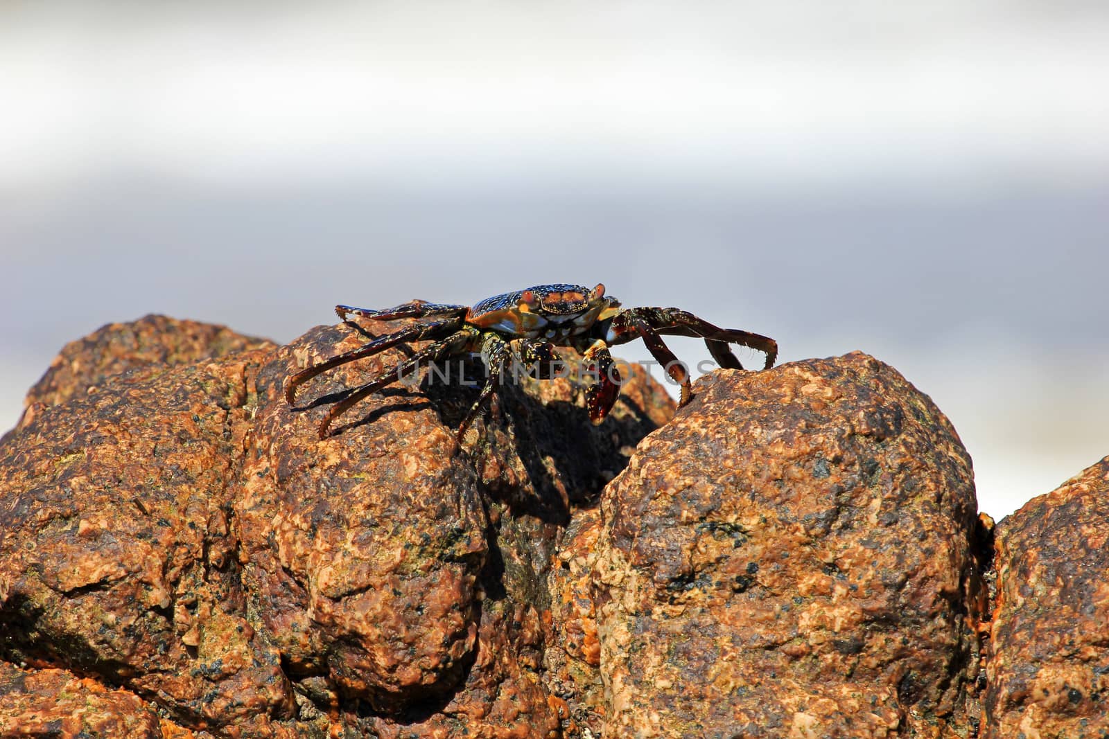 Sally Lightfoot Crab on rocks by cicloco