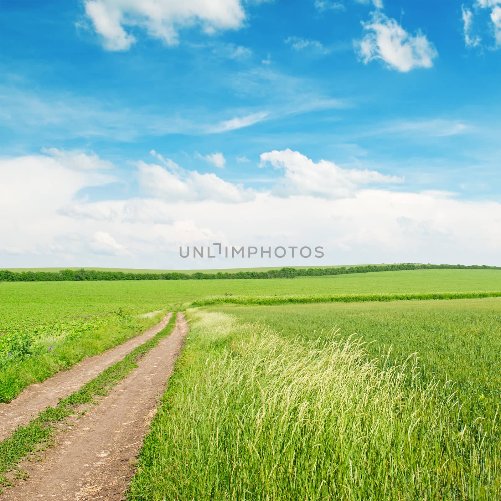 wheat field,country road and blue sky by galina_velusceac