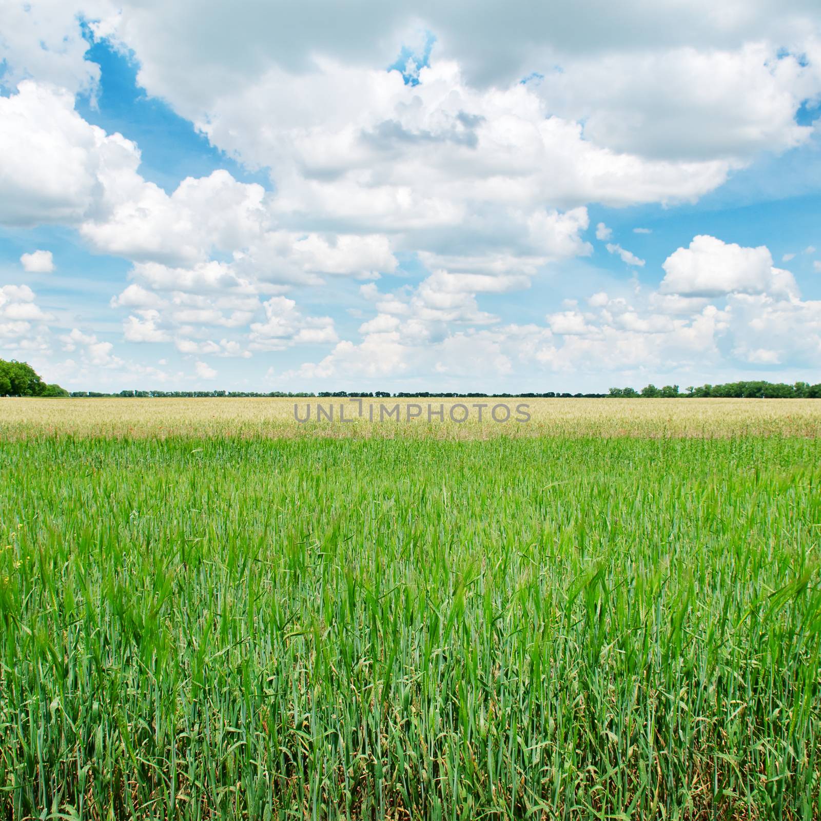 green wheat field and blue cloudy sky by galina_velusceac