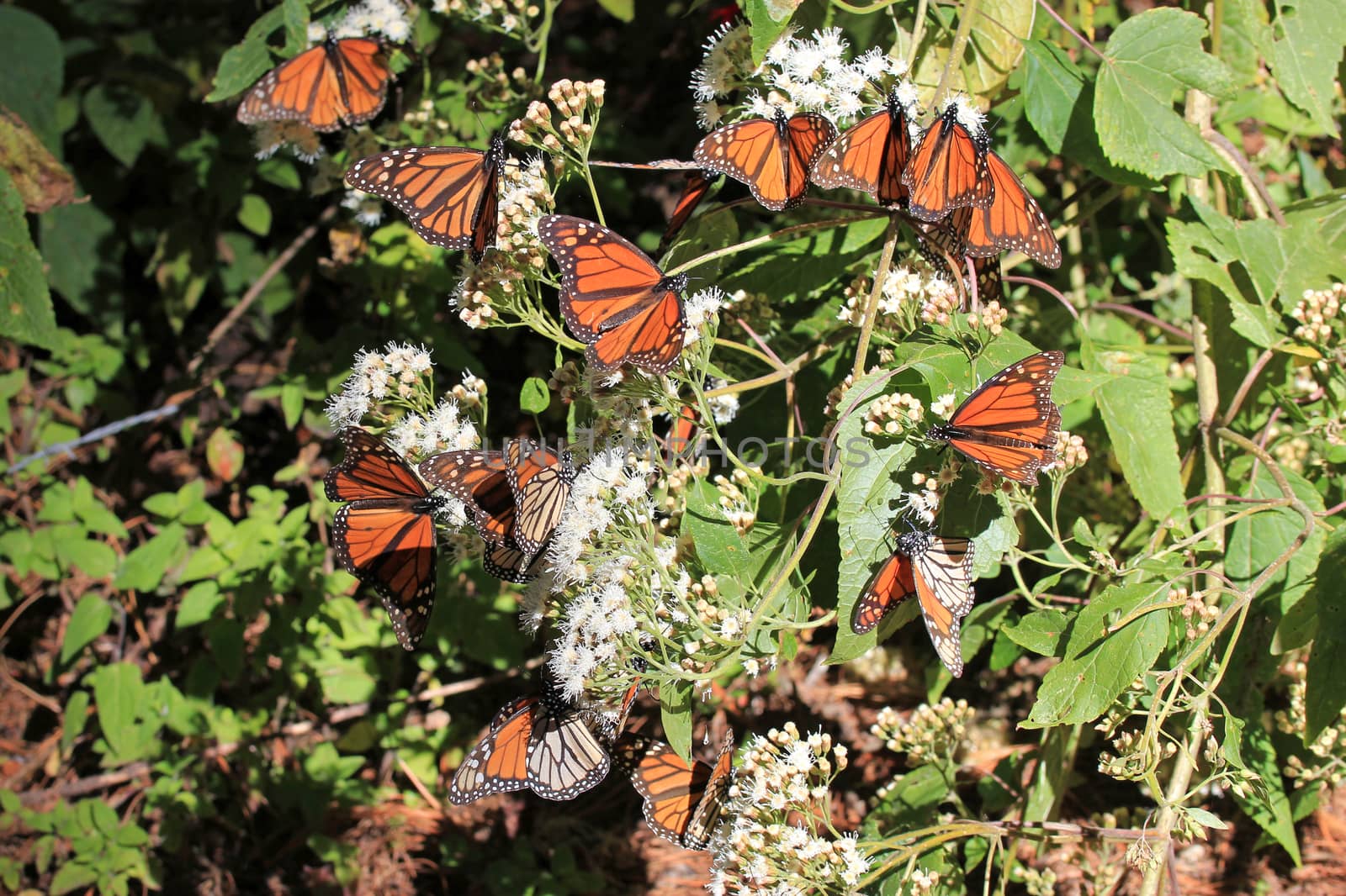 Monarch Butterflies in Michoacan, Mexico, millions are migrating every year and waking up with the sun.
