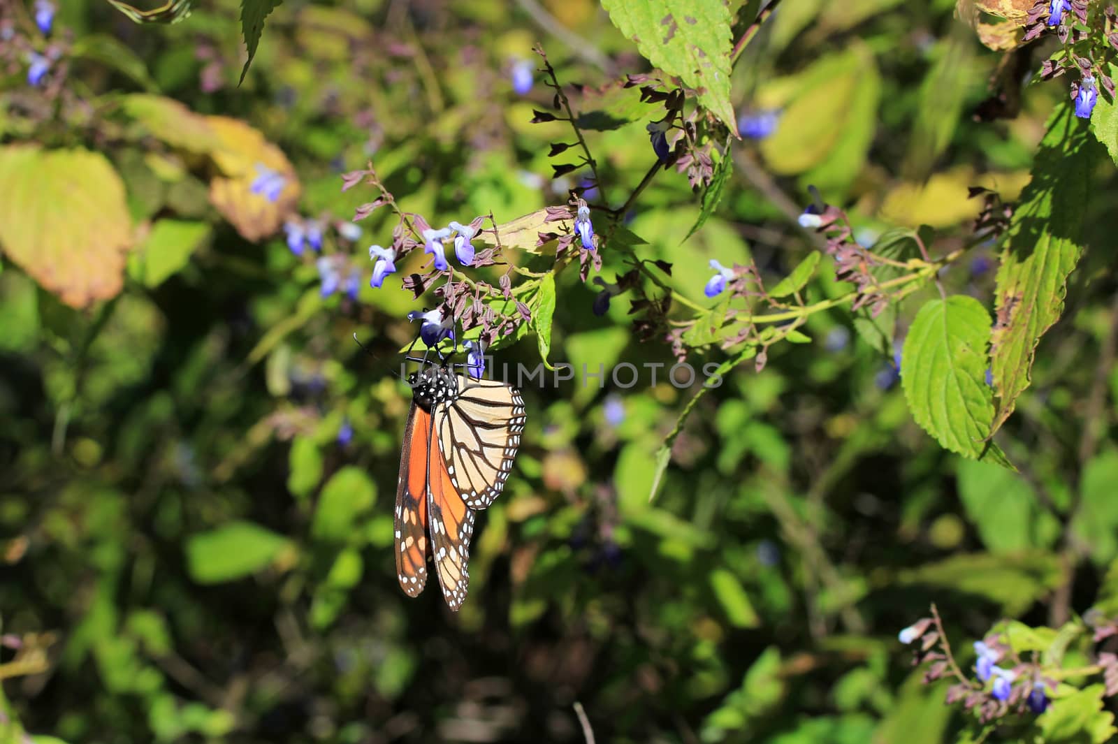 Monarch Butterflies, Michoacan, Mexico by cicloco